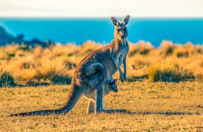 An American Pope, butchered kangaroos, and blame games...just another day in paradise