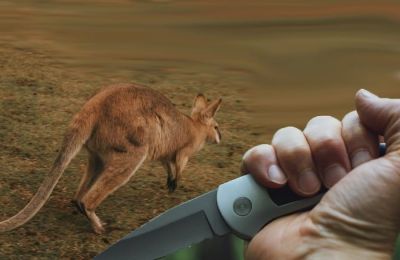 Authorities seek to confirm timeline of kangaroo’s death. File photo