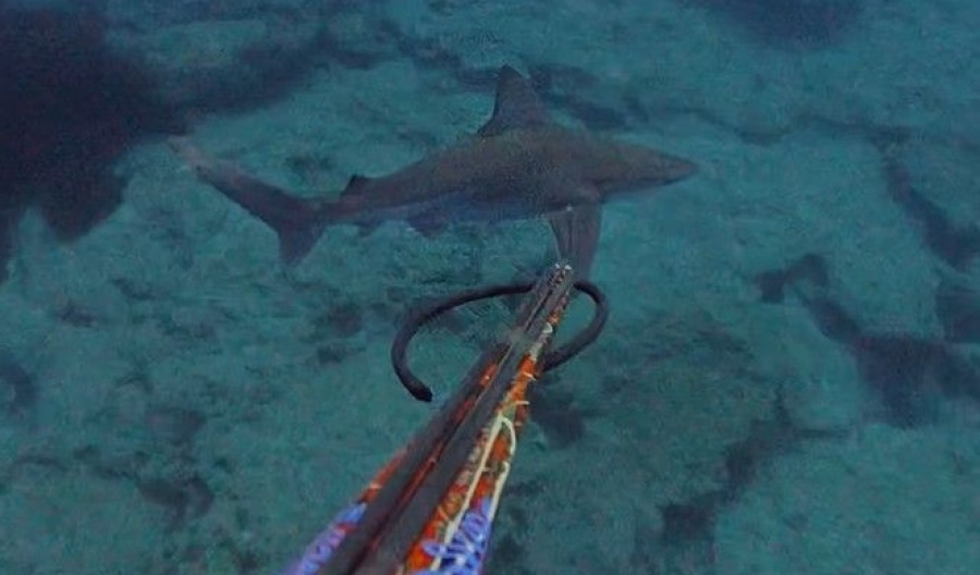 Officials say shark spotted off of Paphos coast is no threat to swimmers. Photo screen captured from @anastasiskavallaris TikTok