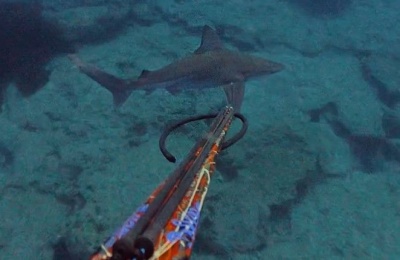 Officials say shark spotted off of Paphos coast is no threat to swimmers. Photo screen captured from @anastasiskavallaris TikTok