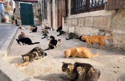 Suspected mass poisoning raises alarm over animal welfare in Astromeritis. Photo credit: Unsplash