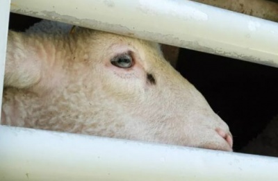  Authorities say lambs were euthanized due to lack of traceable documentation. Photo courtesy of AnimalEquality.org