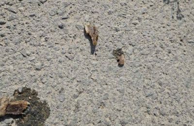 Police launch probe after two dogs die from poisoning.
