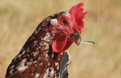Local officials take action following viral video of animal mistreatment. Photo credit: Unsplash