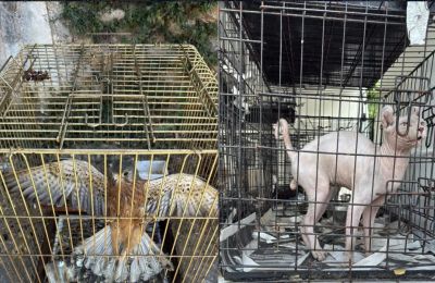 Two arrested in Athens for illegal pet trafficking