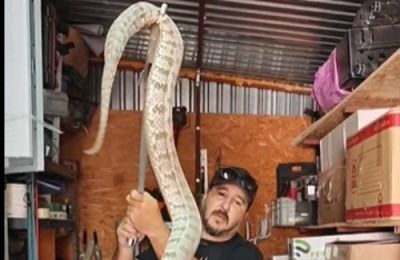 Beware of the busy snake season ahead, expert warns.