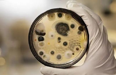 Study finds ancient fungus produces leukemia-fighting molecules. Photo credit: Unsplash
