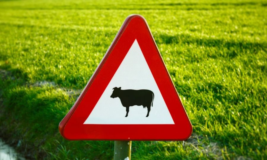 Moo-ving violation as cows on the run cause chaos on Limassol-Nicosia motorway