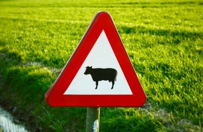 Moo-ving violation as cows on the run cause chaos on Limassol-Nicosia motorway