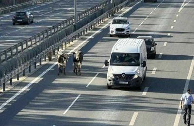 Moo-ving violation as cows on the run cause chaos on Limassol-Nicosia motorway