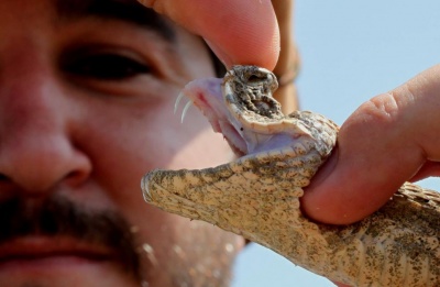 Cypriot snake handler warns of surge in sightings, urges public not to panic. Photo courtesy of The reptile jungle by yiannis angeli Facebook