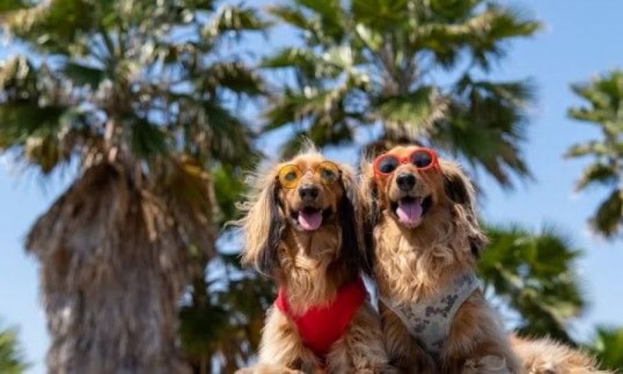How common is heatstroke in pets?, KNEWS