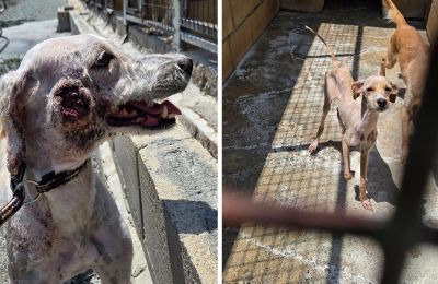  Neglected, wounded dogs discovered in unsanitary conditions as officials raise health and safety concerns. Photos courtesy of Kiveli Elysium Facebook