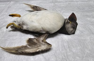 First-ever puffin spotted in Cyprus dies shortly after discovery