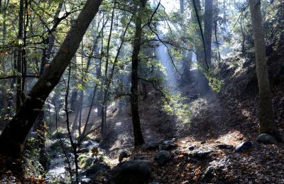 Troodos forests on edge: Police investigate coordinated arson threat. Photo courtesy of Limassoltourism.com