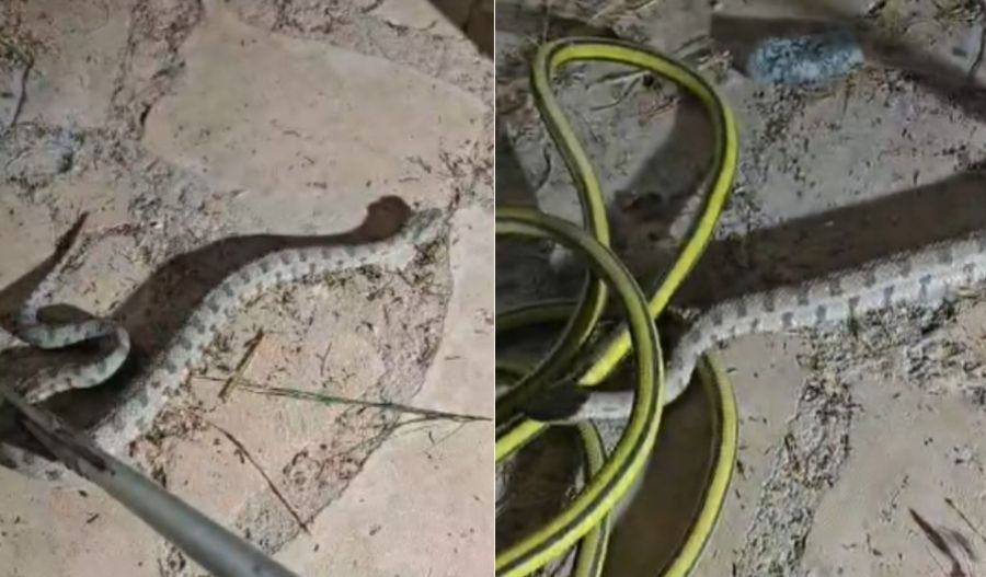 Viper caught near Limassol hospital (video)