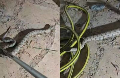 Viper caught near Limassol hospital (video)
