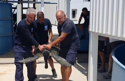 Pieros the turtle makes a splashy return to the sea