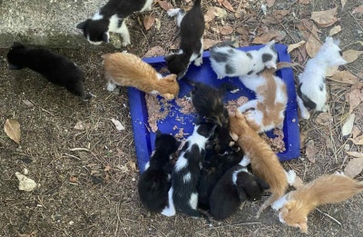 Residents urge action as kitten abandonment persists in local park. Photos courtesy of Strays of Strovolos Public Group Facebook