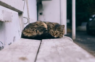 ''I'm 10 years old and I love torturing cats''