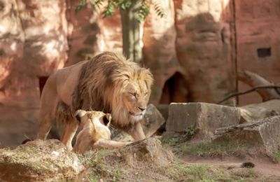 Danish zoo asks for pet donations to feed the lions and lynxes