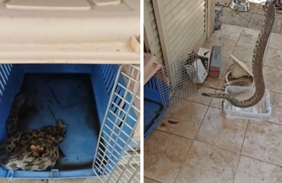 Venomous viper narrowly escapes wildfire, rescued from cat house in scorched Limassol community. Photo screen captured from The reptile jungle by yiannis angeli Facebook video
