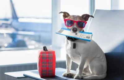 Traveling with pets made easy: What you need to know for EU trips. Photo credit: Unsplash