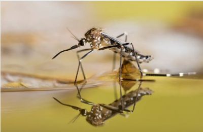 Expert reassures public as Cyprus faces minimal threat from mosquito-borne virus. Photo credit: Unsplash