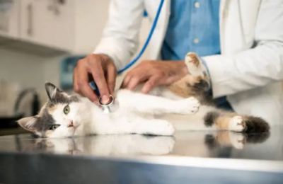 Veterinarians warn abrupt oncology drug ban puts cancer-stricken pets’ lives at risk, call for urgent policy overhaul. Photo credit: Unsplash