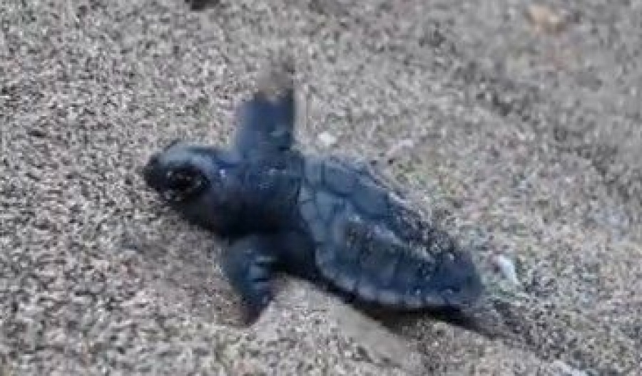 Newborn turtles brave their first steps from nest to sea. Photo screen captured from Weather Enthusiasts of Cyprus Facebook video