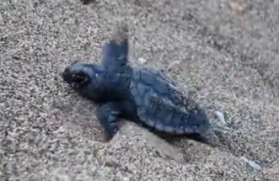Newborn turtles brave their first steps from nest to sea. Photo screen captured from Weather Enthusiasts of Cyprus Facebook video