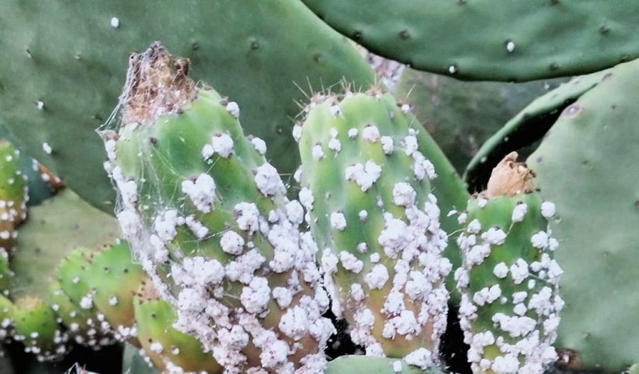 Cochineal pest endangers Cyprus’ iconic summer fruit and its rural economy. Photo credit: Giorgos Haralambous Facebook via 24news