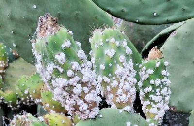 Cochineal pest endangers Cyprus’ iconic summer fruit and its rural economy. Photo credit: Giorgos Haralambous Facebook via 24news
