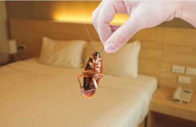 Father says insects were found in three separate rooms at Paphos resort; EasyJet offered £60 voucher after complaints. Photo credit: Unsplash