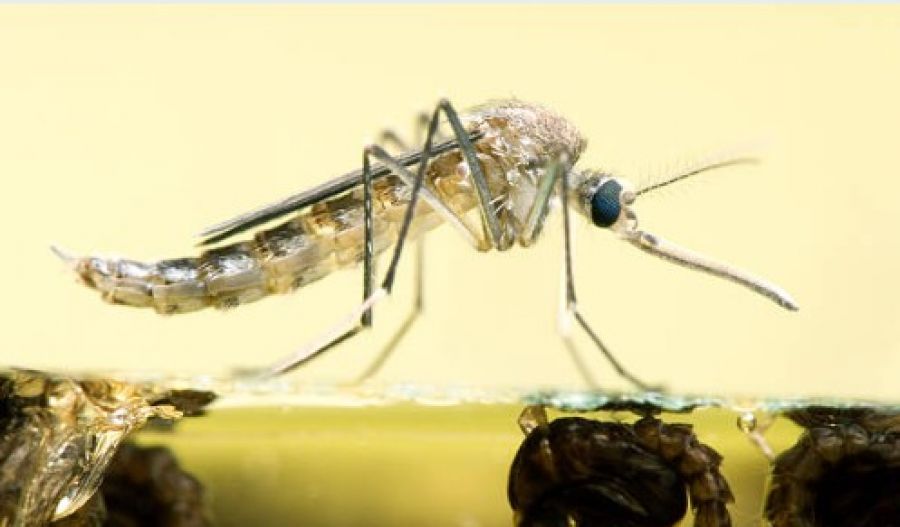 Climate change drives spread of chikungunya and West Nile viruses across Europe. Photo credit: Unsplash