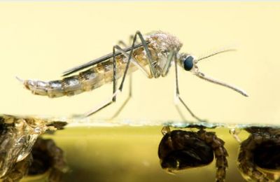 Climate change drives spread of chikungunya and West Nile viruses across Europe. Photo credit: Unsplash