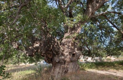 Ancient Lania oak, a living monument of Cyprus history, now threatened by age and decay. Photos courtesy of Allaboutlimassol.com