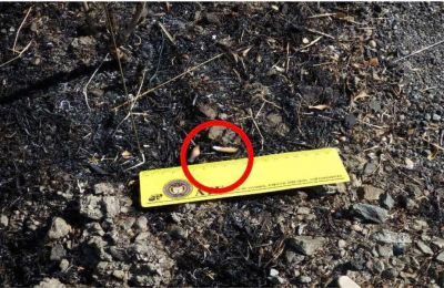 ATF Report blames careless smoking for blaze that devastated Limassol mountains. Photos from ATF report