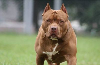Officials rule dog in biting incident a pit bull; case moves to court. Photo credit: Unsplash