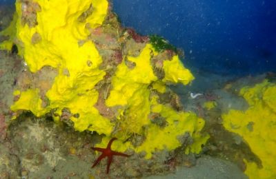 Hidden beneath Cyprus’ waves, rare deep-sea ecosystems reveal both beauty and vulnerability. Photos courtesy of MER Lab