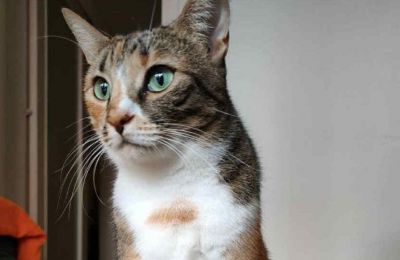 Beloved kitten Mika goes missing at Larnaca airport