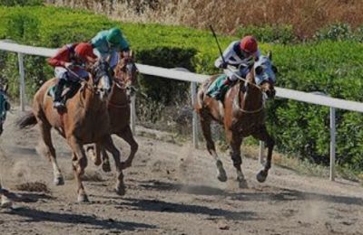 Horse that killed worker at hippodrome cleared to race again next week