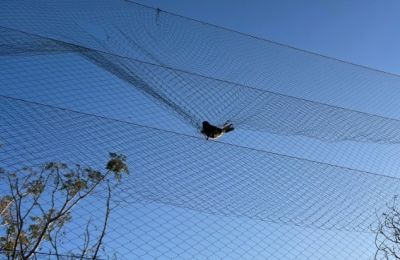 Authorities crack down on illegal bird trapping in Famagusta district