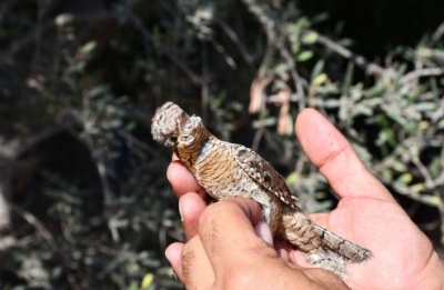 Latest raids follow Famagusta success, reflect decade-long drop in bird killings. Photo courtesy of Cyprus Police Facebook