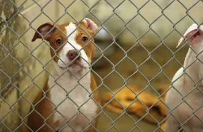 Authorities move to shut decades-old unlicensed facility, leaving pets at risk of homelessness. Photo credit: Unsplash