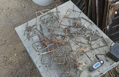 Over 100 snares confiscated as one trapped bird is rescued. File photo