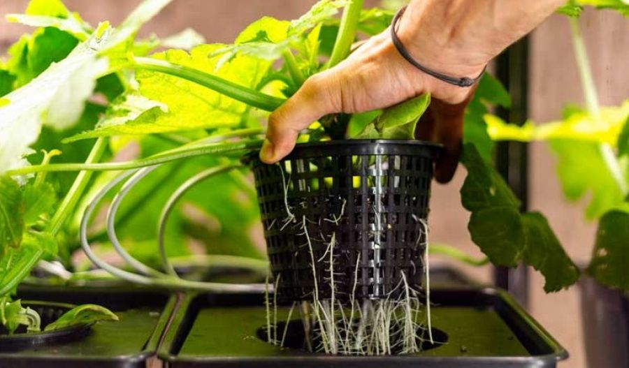 Think Nicosia is boring? Meet your new green obsession!