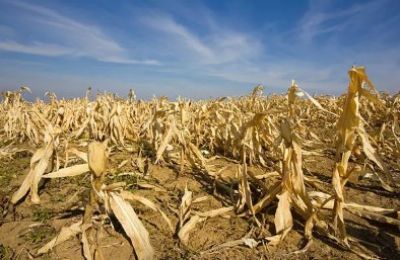 Cyprus farmers warned: Skip seasonal crops as drought drains water supplies. Photo credit: Unsplash