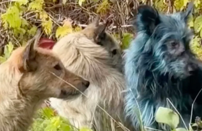 Photo: Clean Futures Fund via Storyful - Blue dog at Chernobyl.