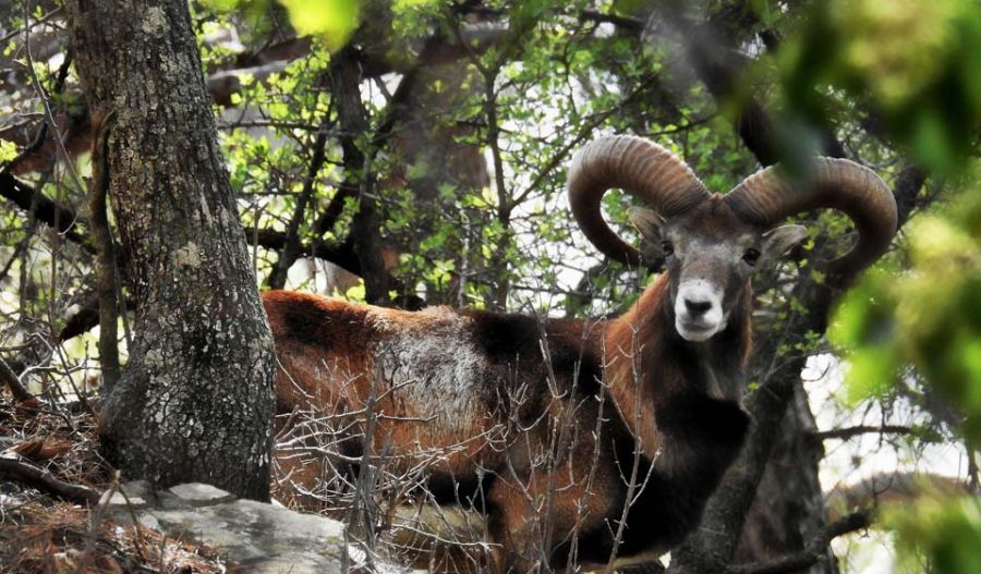 Brace yourself for the weakest weather systems known to science, followed by potential mountain sparks. Photo credit: visitsolea.com